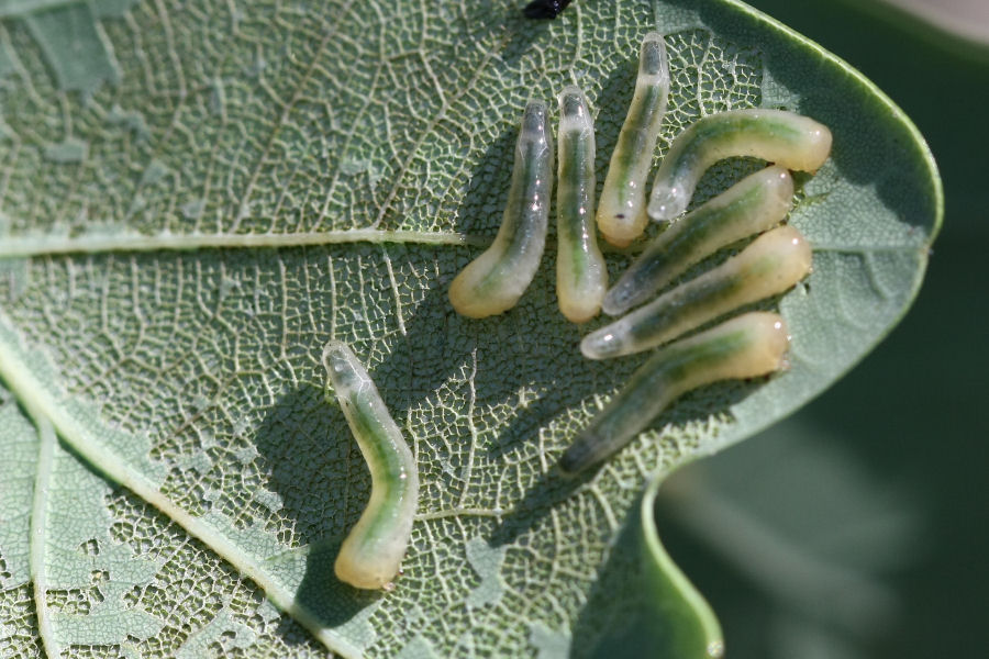 Larve e adulti di Caliroa sp., Tenthredinidae